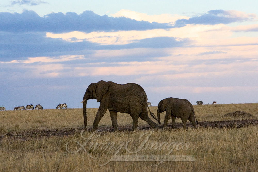 Elephant Mother And Calf At Sunset Art | Living Images by Carol Walker, LLC