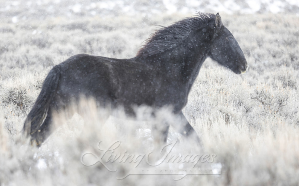Wild Black Mare Runs In The Snow Photography Art | Living Images by Carol Walker, LLC