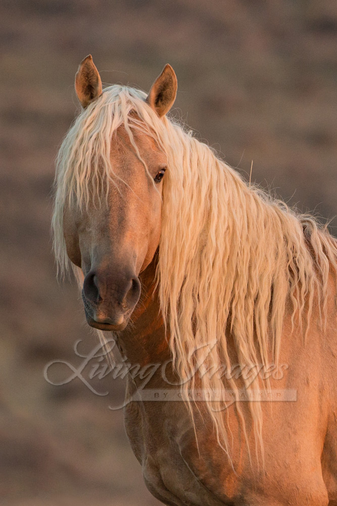 A wild Horse in the Sand Wash Basin Herd Area of Colorado