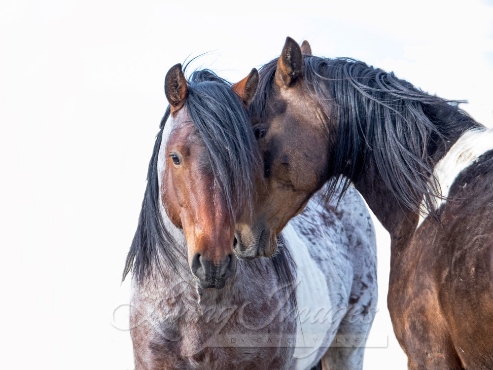 Two Wild Pinto Brothers Photography Art | Living Images by Carol Walker, LLC