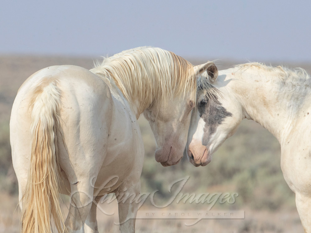 Zelos And Damon Photography Art | Living Images by Carol Walker, LLC