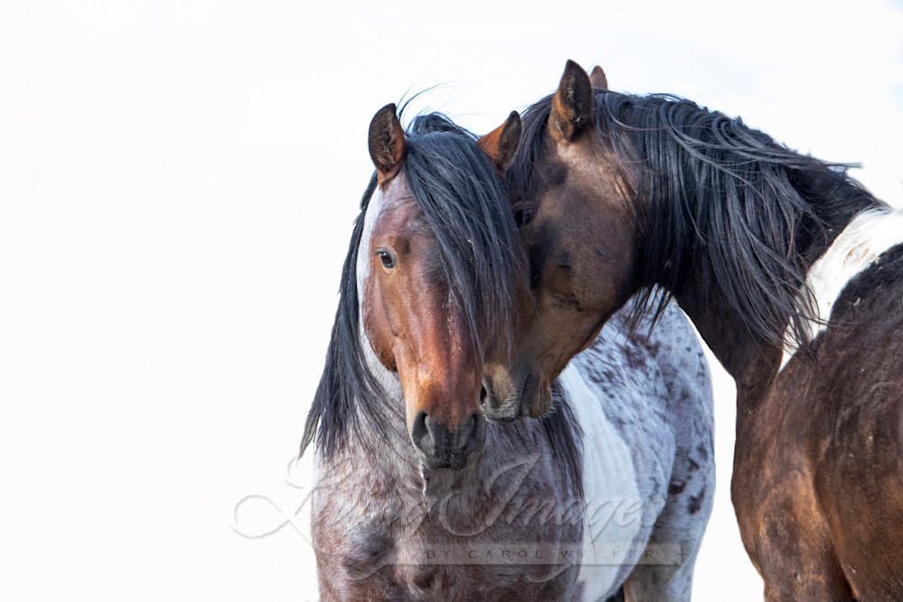 Wild Pinto Brothers Iv Photography Art | Living Images by Carol Walker, LLC