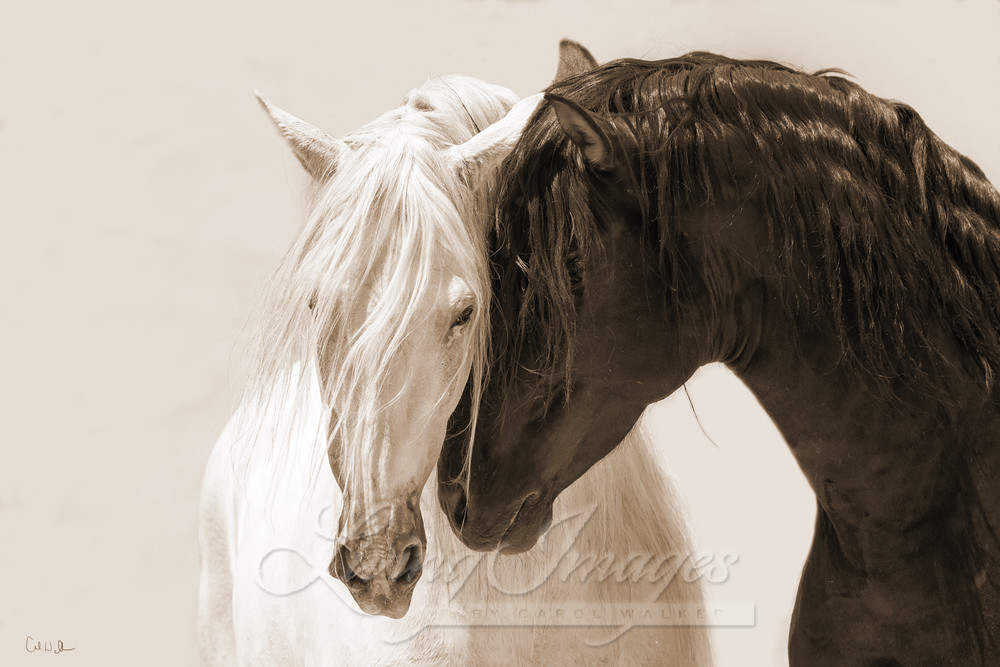 Black And White Stallions In Sepia Photography Art | Living Images by Carol Walker, LLC