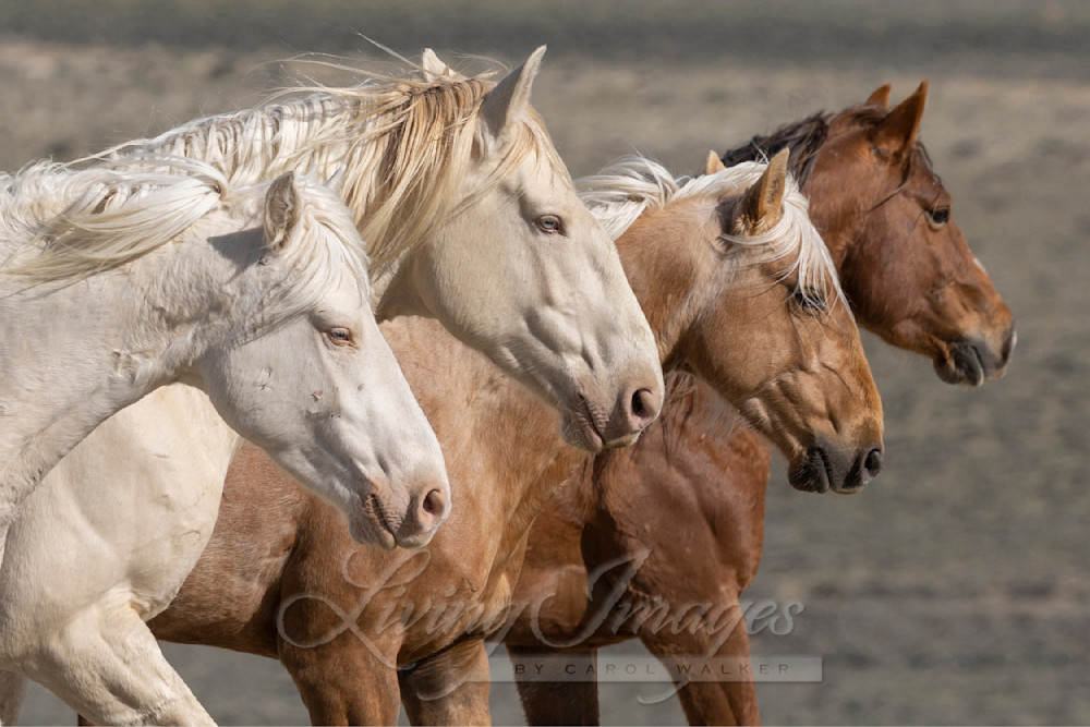 Four Wild Bachelor Stallions Photography Art | Living Images by Carol Walker, LLC
