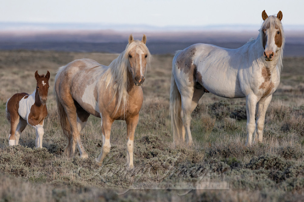 Wild Red Desert Family Photography Art | Living Images by Carol Walker, LLC