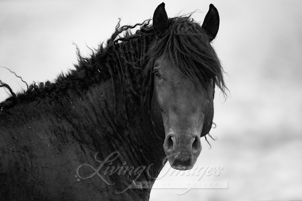 Wild Curly Stallion Looks Photography Art | Living Images by Carol Walker, LLC