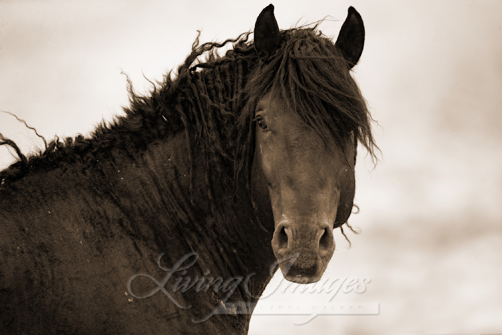 Wild Curly Stallion Looks Ii Photography Art | Living Images by Carol Walker, LLC