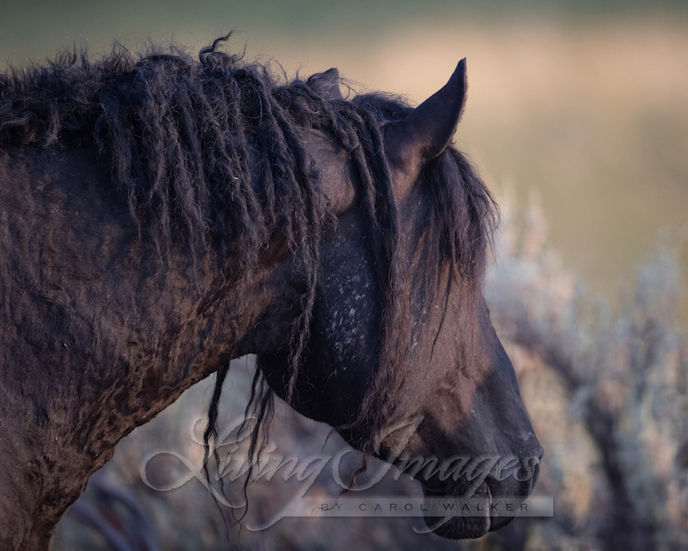 Wild Curly Stallion At Dawn Photography Art | Living Images by Carol Walker, LLC