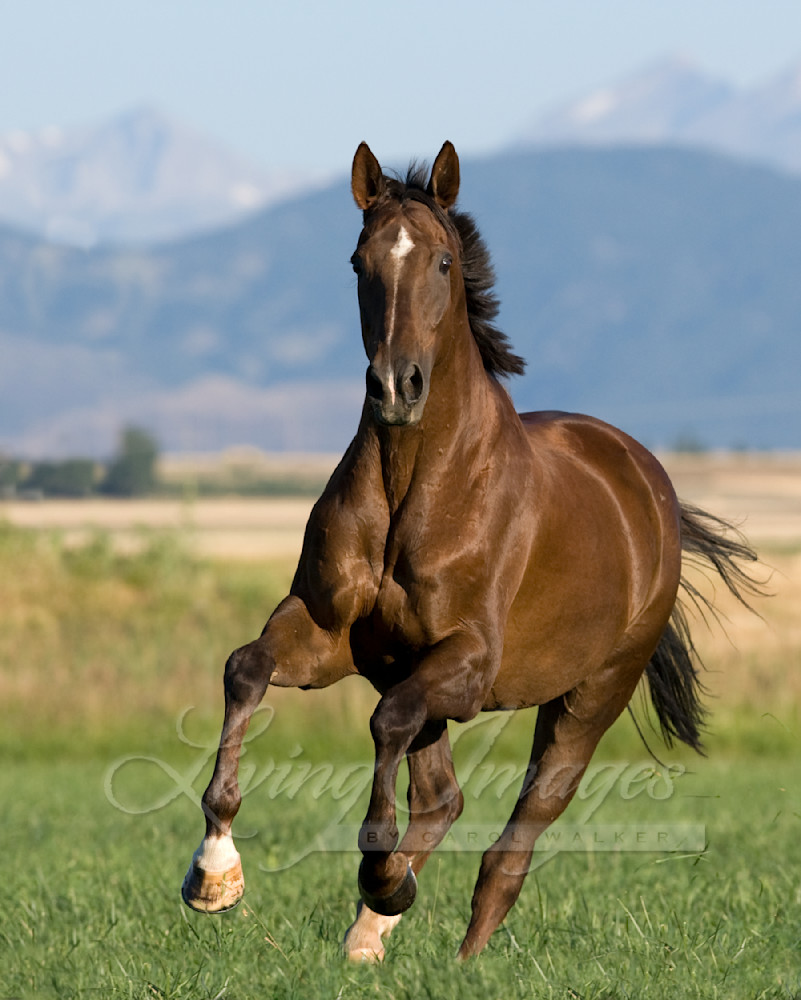 Liver Chestnut gelding running in Longmont, CO