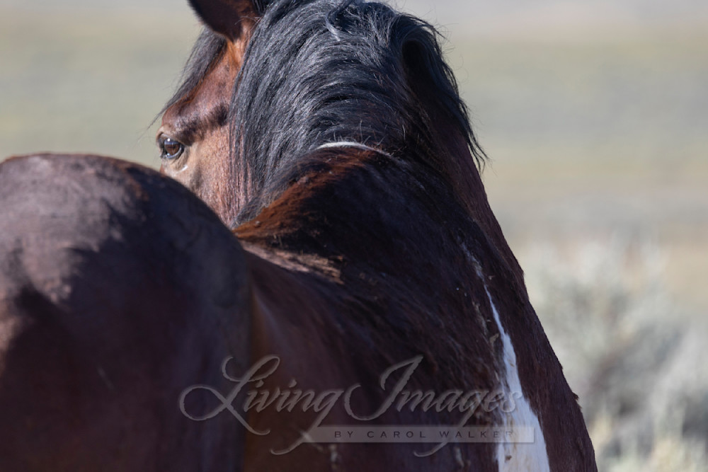 The Old Warrior Turns Photography Art | Living Images by Carol Walker, LLC