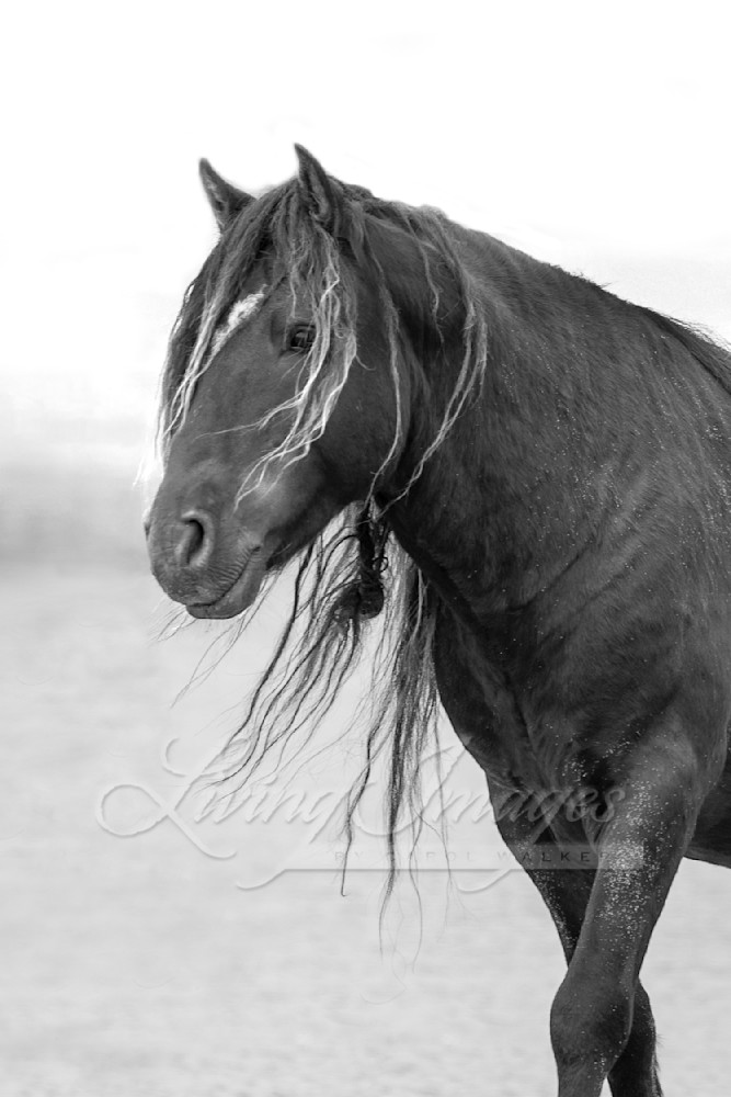 Sable Island Stallion Walks From The Pond Photography Art | Living Images by Carol Walker, LLC