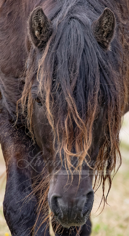 Sable Island Stallion's Face Photography Art | Living Images by Carol Walker, LLC