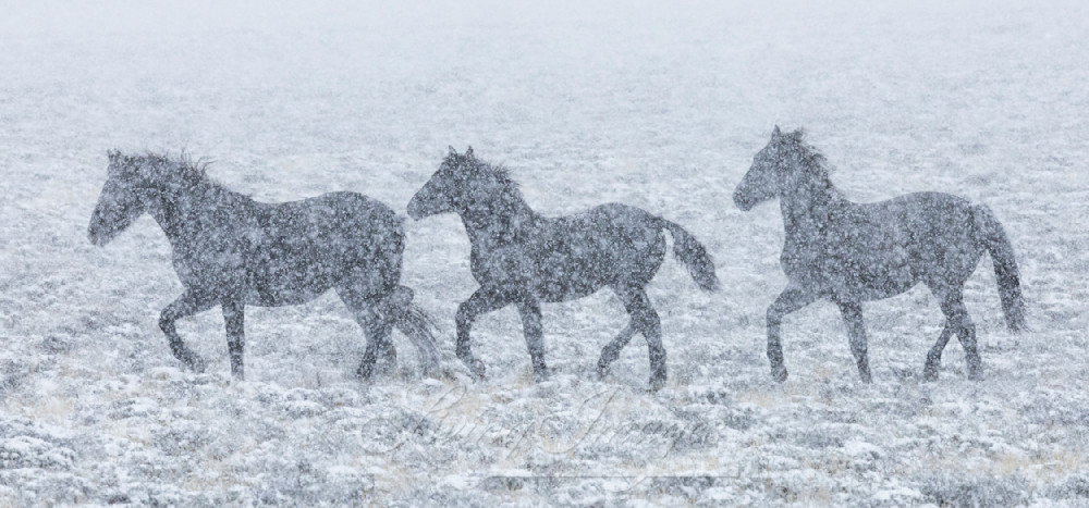 Wild Dark Horses In The Snow Photography Art | Living Images by Carol Walker, LLC