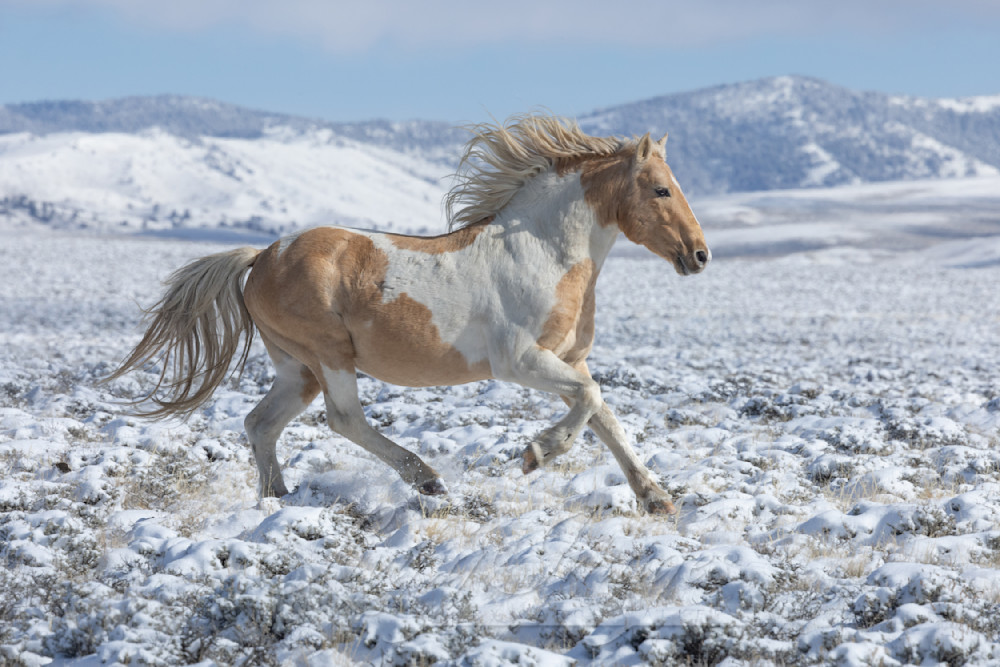 Tyr Runs In The Snow Photography Art | Living Images by Carol Walker, LLC