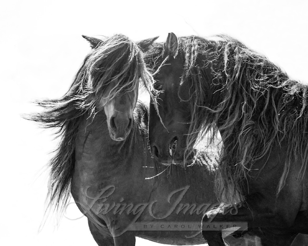 Two Sable Island Stallions Iv Photography Art | Living Images by Carol Walker, LLC