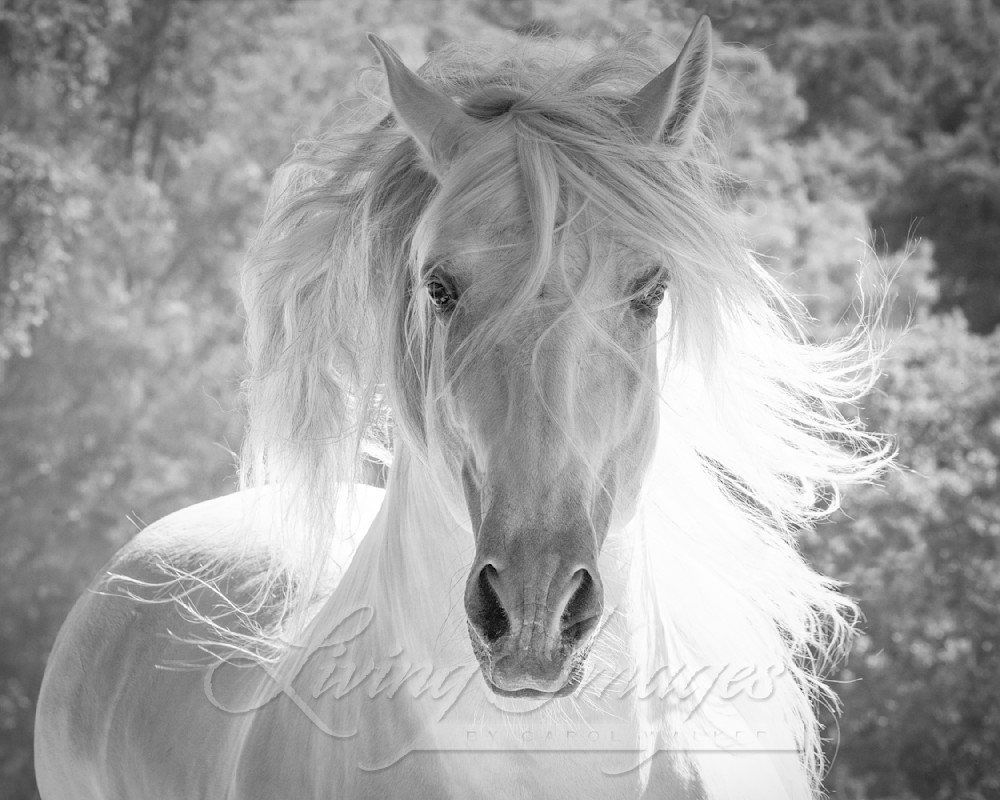 The White Stallion's Mane Ii Photography Art | Living Images by Carol Walker, LLC