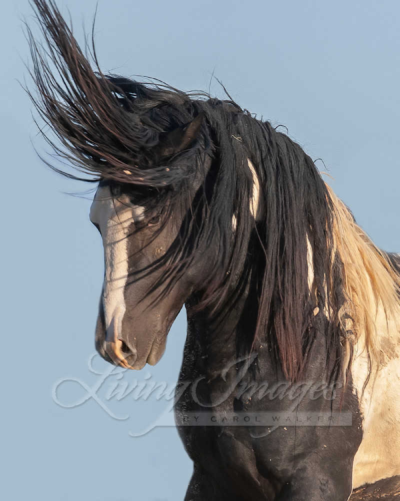 Washakie' Mane Flies Up In Color Photography Art | Living Images by Carol Walker, LLC