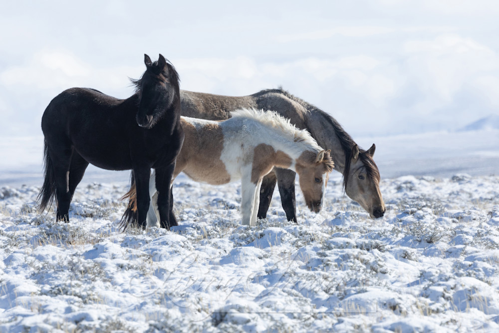 Wild Mares And Foal In The Snow Photography Art | Living Images by Carol Walker, LLC
