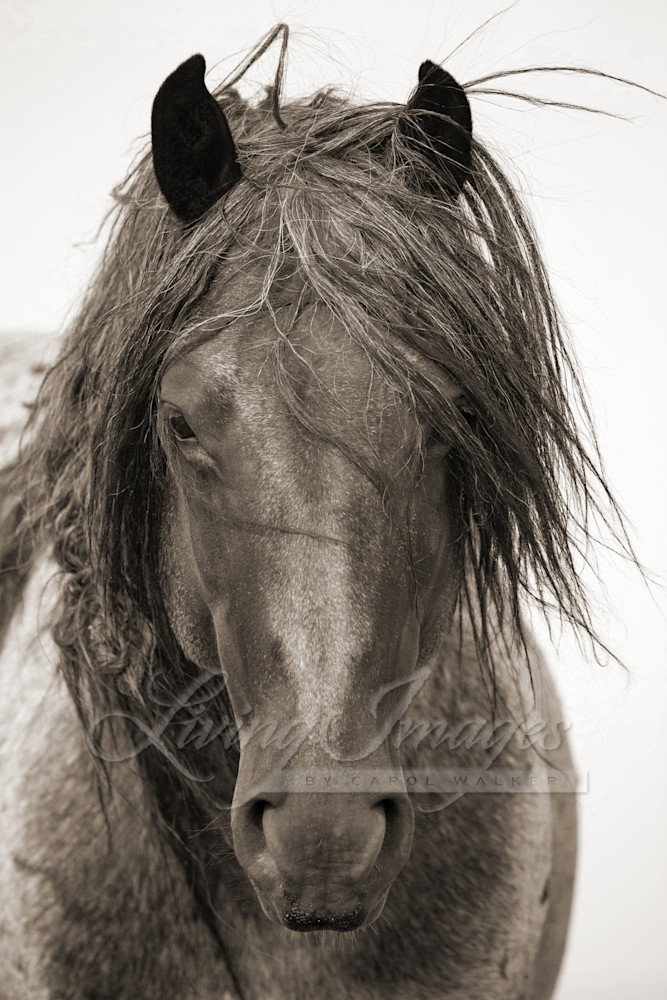 Blue Zeus Comes Close In Sepia Photography Art | Living Images by Carol Walker, LLC