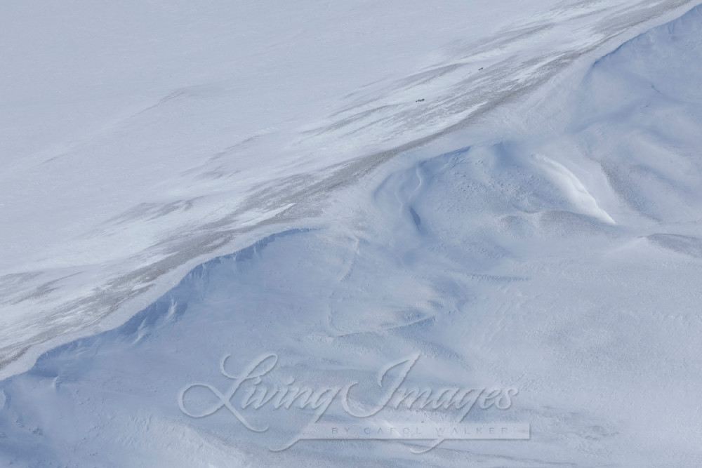 Deep Winter Photography Art | Living Images by Carol Walker, LLC
