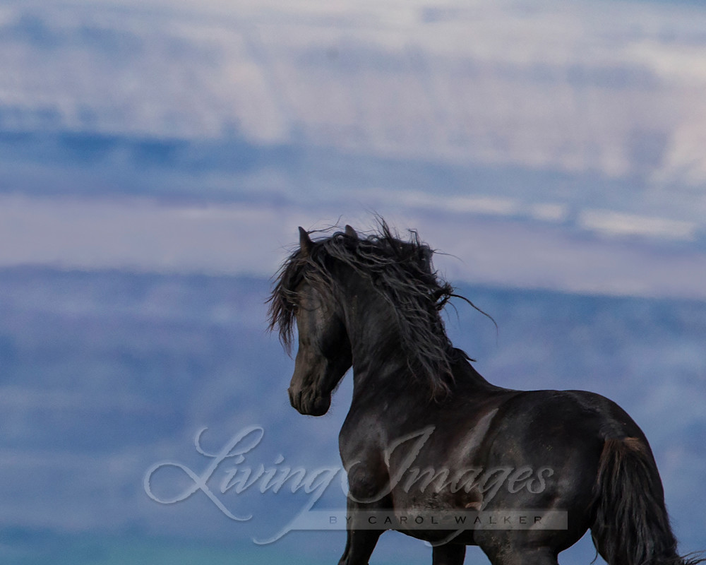 Galaxy Looks Out Photography Art | Living Images by Carol Walker, LLC