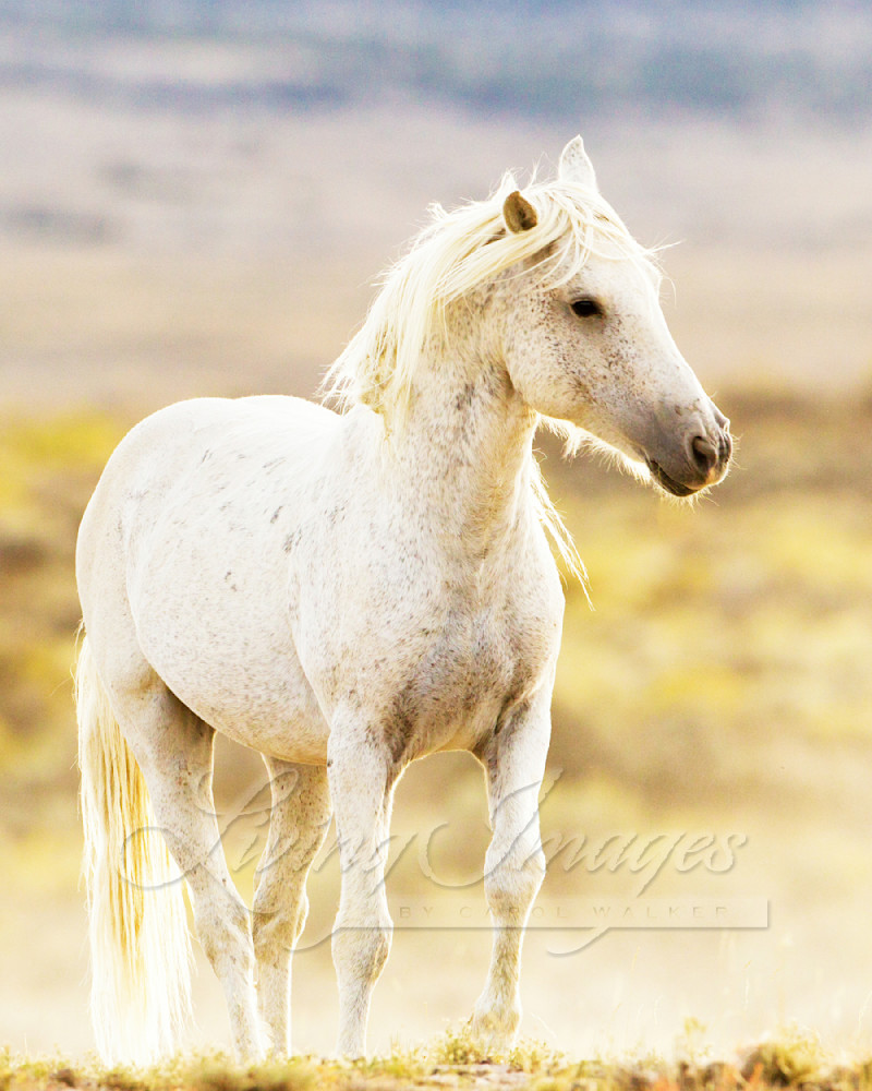 White Stallion Glows Photography Art | Living Images by Carol Walker, LLC