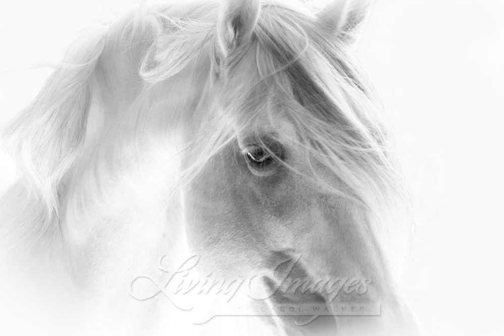 White Stallion Glows Ii Photography Art | Living Images by Carol Walker, LLC