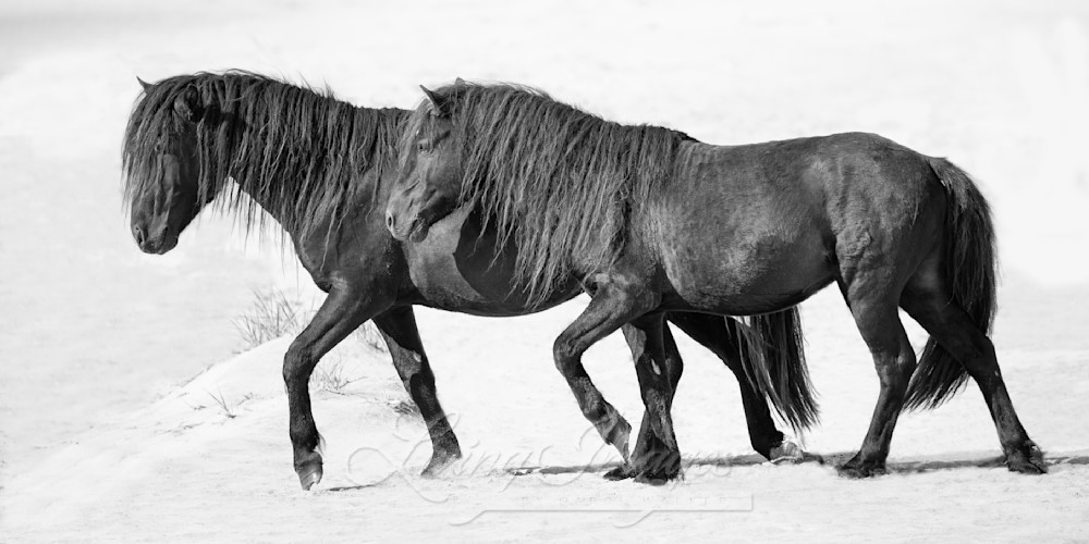 Two Sable Island Stallions Walk On The Beach  Photography Art | Living Images by Carol Walker, LLC