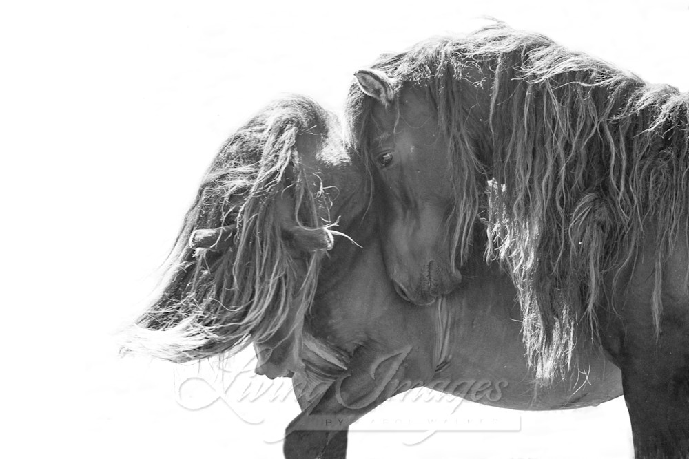 Two Sable Island Stallions X Photography Art | Living Images by Carol Walker, LLC
