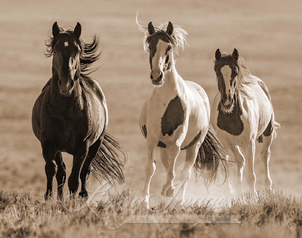 Painted Mare, Foal And Stallion Run At Dawn In Sepia Photography Art | Living Images by Carol Walker, LLC