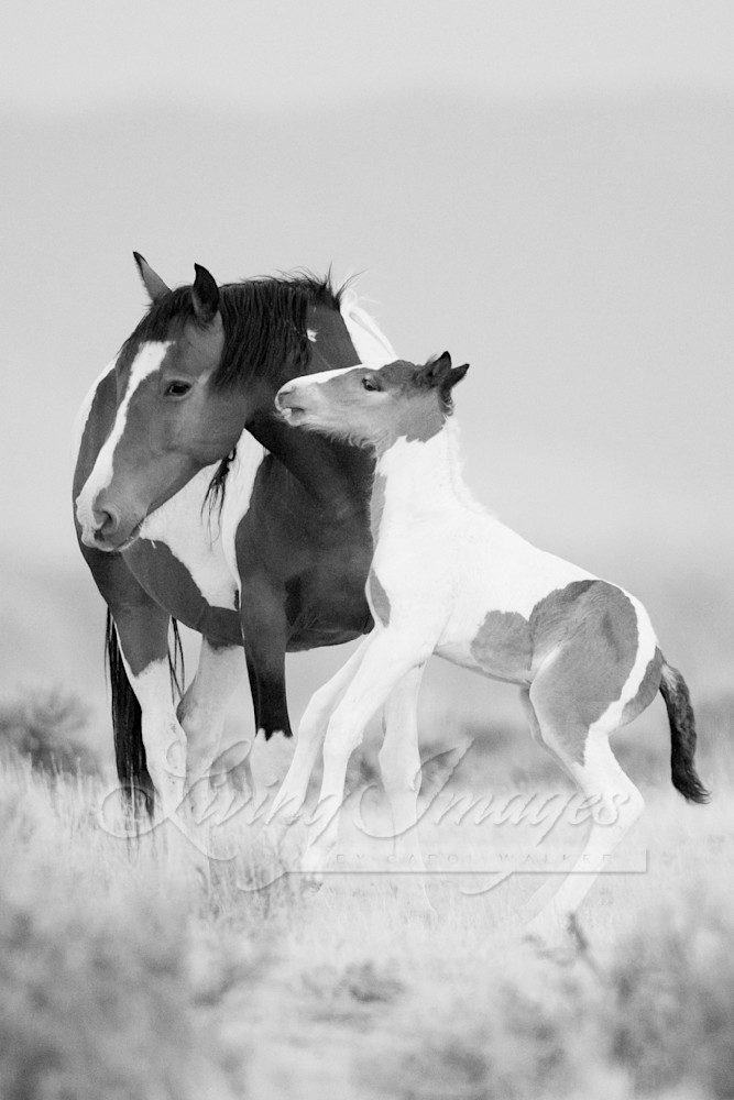 Dancing At Dawn In Black And White Photography Art | Living Images by Carol Walker, LLC