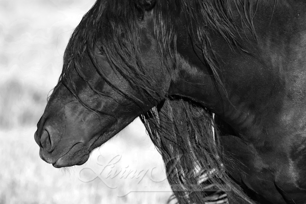 The Black Mare's Magnificent Mane In Black And White Photography Art | Living Images by Carol Walker, LLC