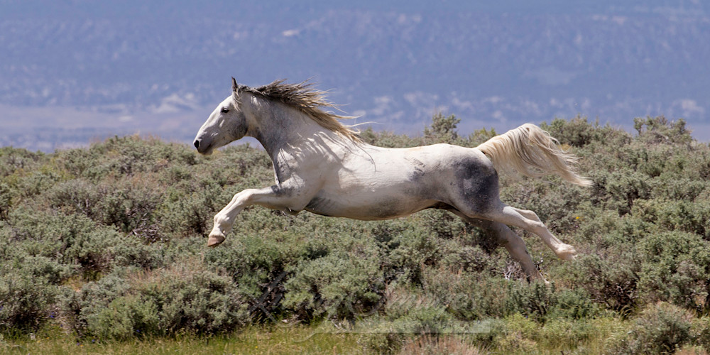 Willie Nelson Flying Photography Art | Living Images by Carol Walker, LLC