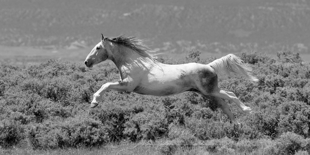 Willie Nelson Flying In Black And White Photography Art | Living Images by Carol Walker, LLC