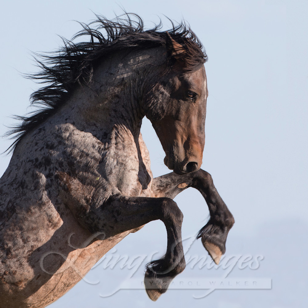 Custer Rears Ii Photography Art | Living Images by Carol Walker, LLC