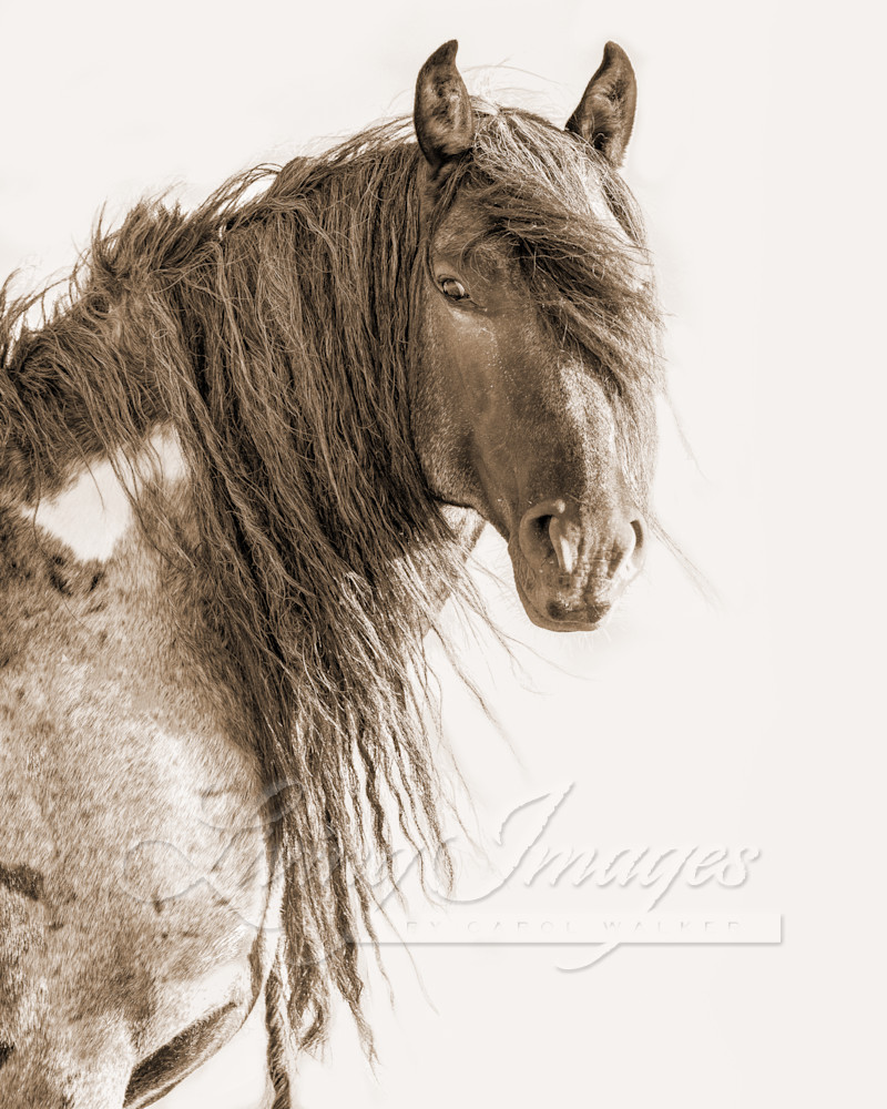 Blue Zeus In Sepia Photography Art | Living Images by Carol Walker, LLC