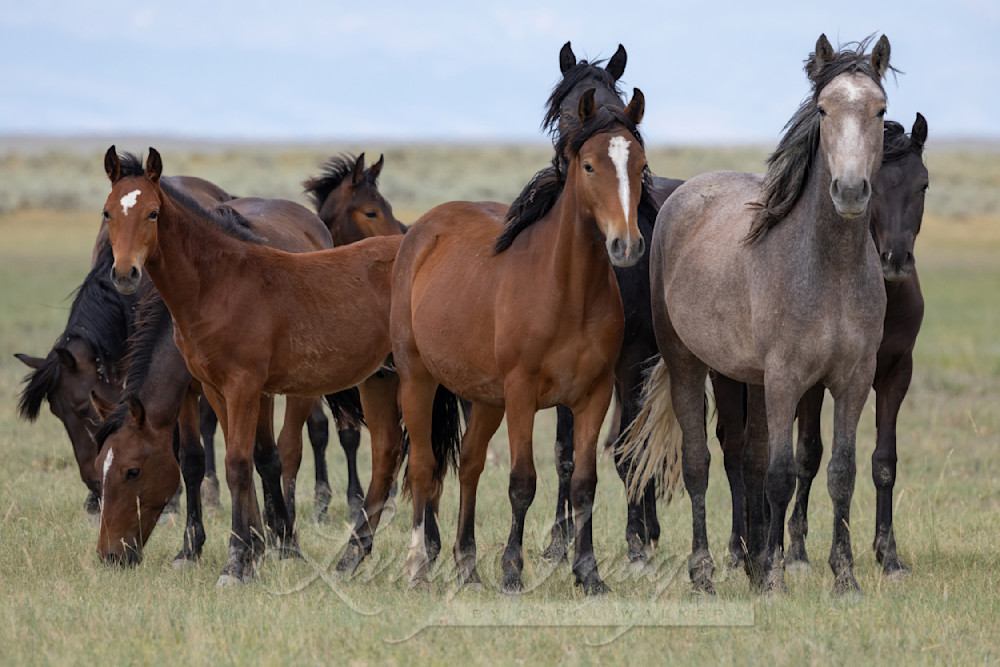 Wild Horse Family In Conant Creek Photography Art | Living Images by Carol Walker, LLC