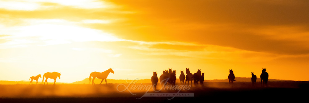 Sunrise For Wild Horse Families Photography Art | Living Images by Carol Walker, LLC