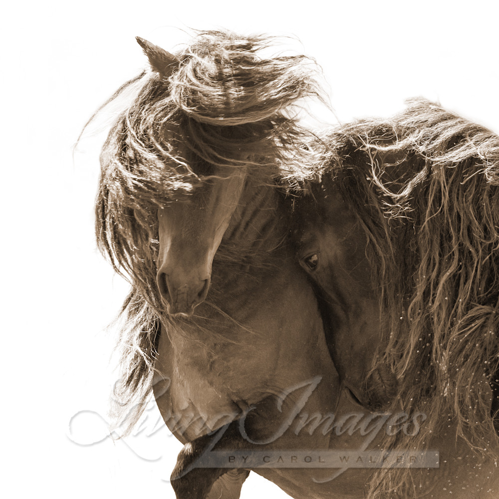 Two Sable Island Stallions Vi In Sepia Photography Art | Living Images by Carol Walker, LLC