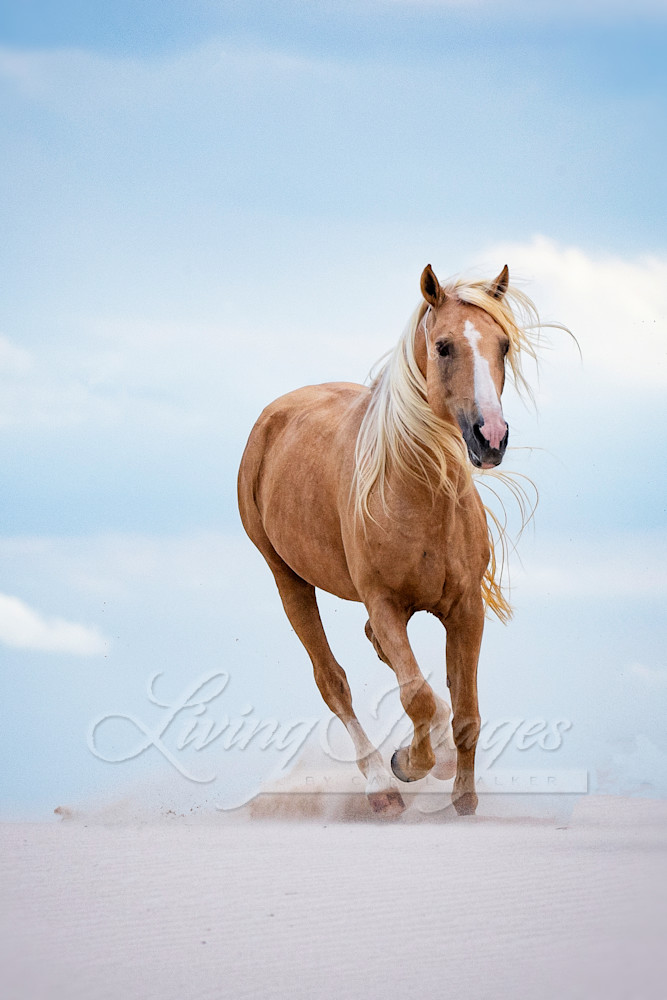 Palomino Stallion Runs In The Dunes Iii Photography Art | Living Images by Carol Walker, LLC