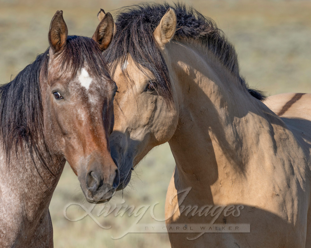 Fallen Star And His Mare Photography Art | Living Images by Carol Walker, LLC