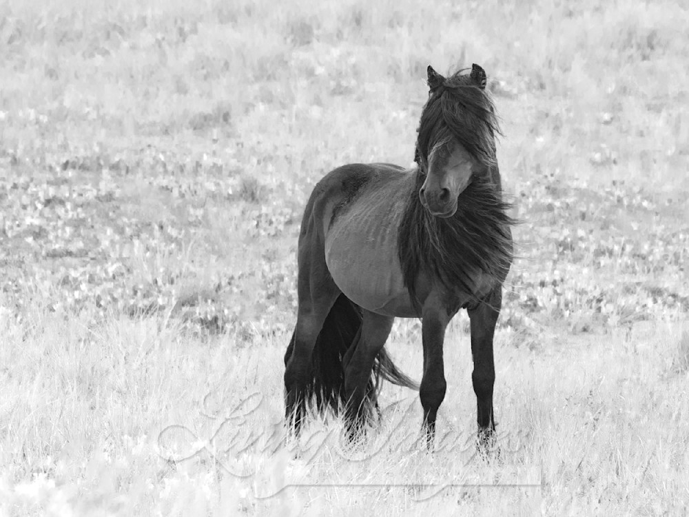 Sable Island Stallion's Splendid Mane Photography Art | Living Images by Carol Walker, LLC