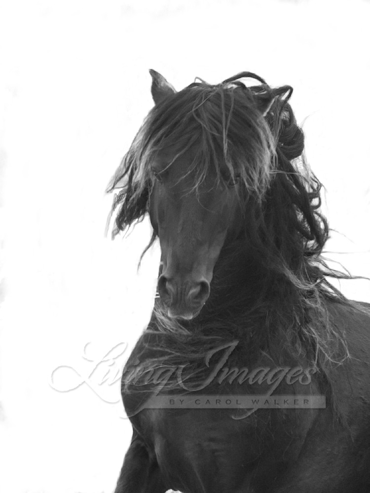 Dreamy Sable Island Stallion Iii Photography Art | Living Images by Carol Walker, LLC