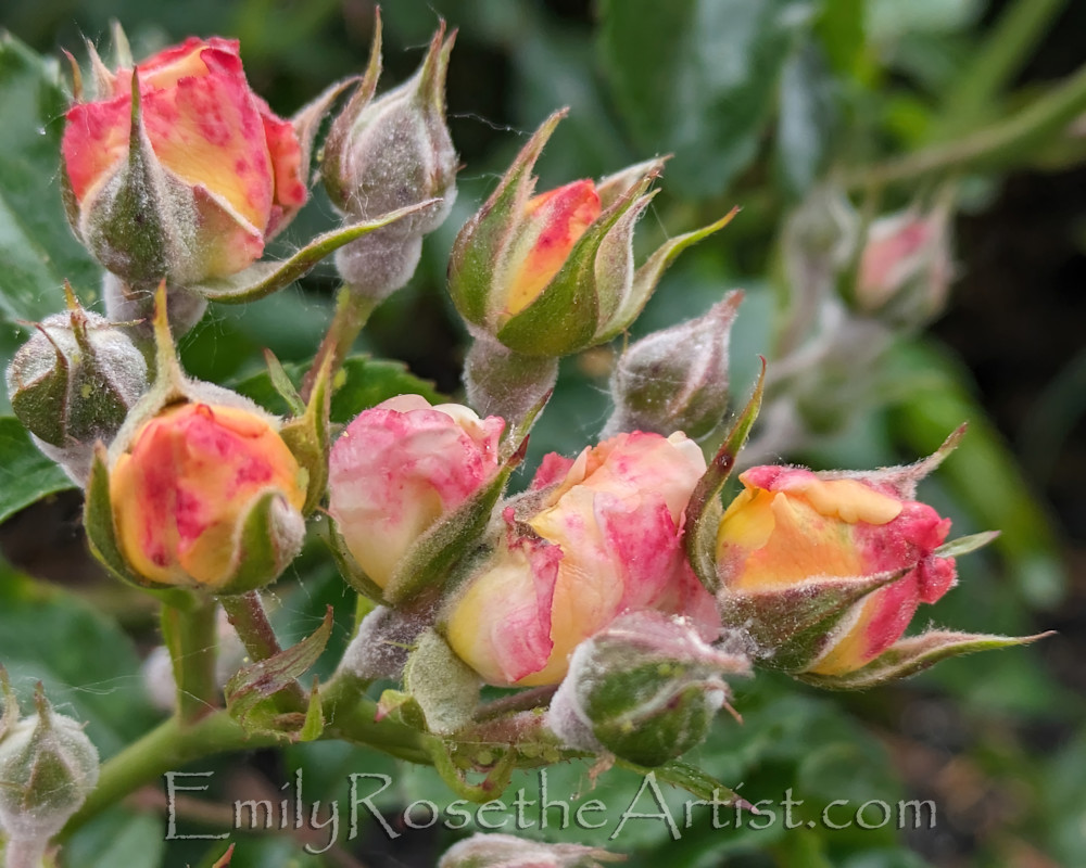 Blushing Rosebuds Art | Emily Rose the Artist
