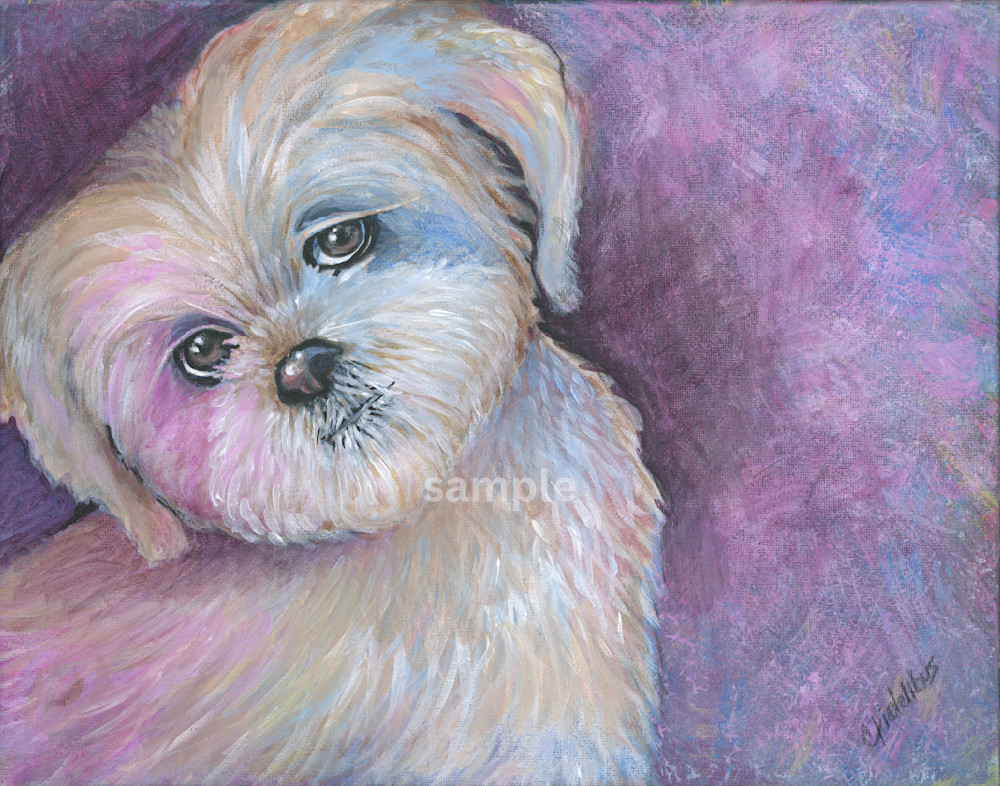 Shih Tzu