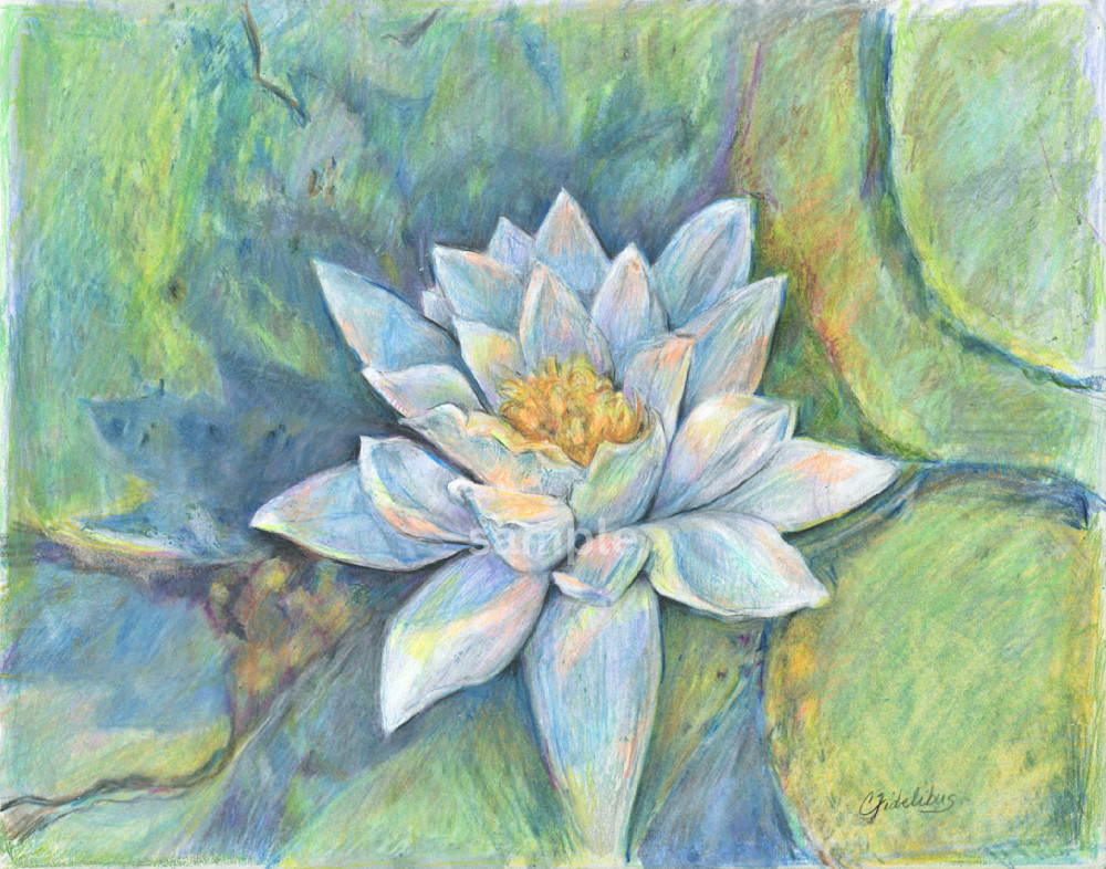 Water Lilly   Colored Pencils (Print) Art | Cathy Ann's Art
