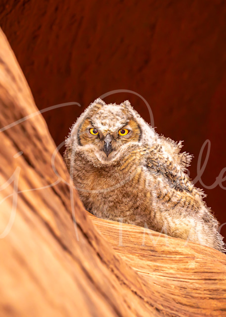Desert Owl Photography Art | Taj Pacleb Imagery