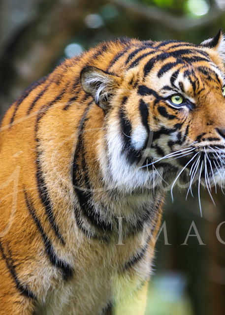 Tiger Whiskers Photography Art | Taj Pacleb Imagery