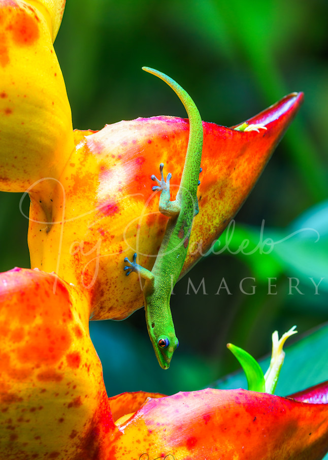 Heliconia Lover Photography Art | Taj Pacleb Imagery