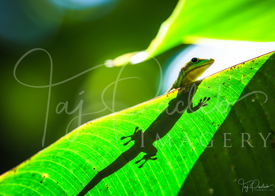 Gecko Sunbathing  Photography Art | Taj Pacleb Imagery